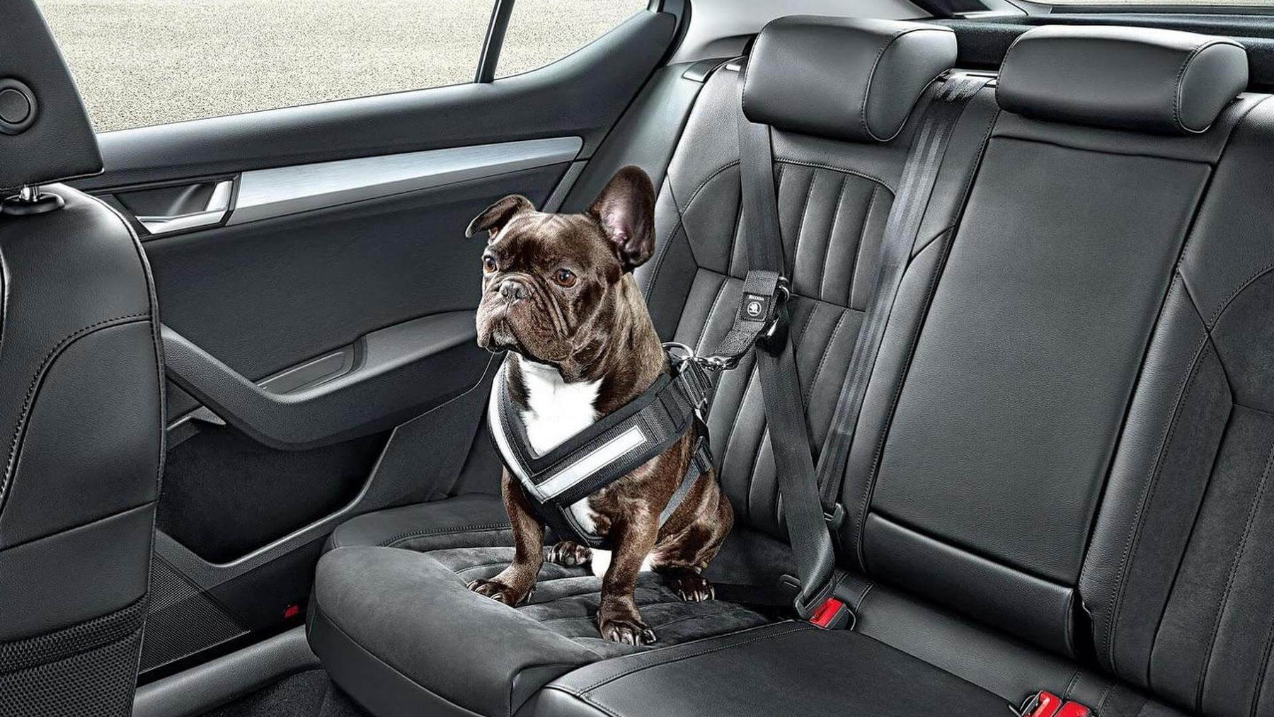 Find Out if Your State Requires Dog Seat Belts