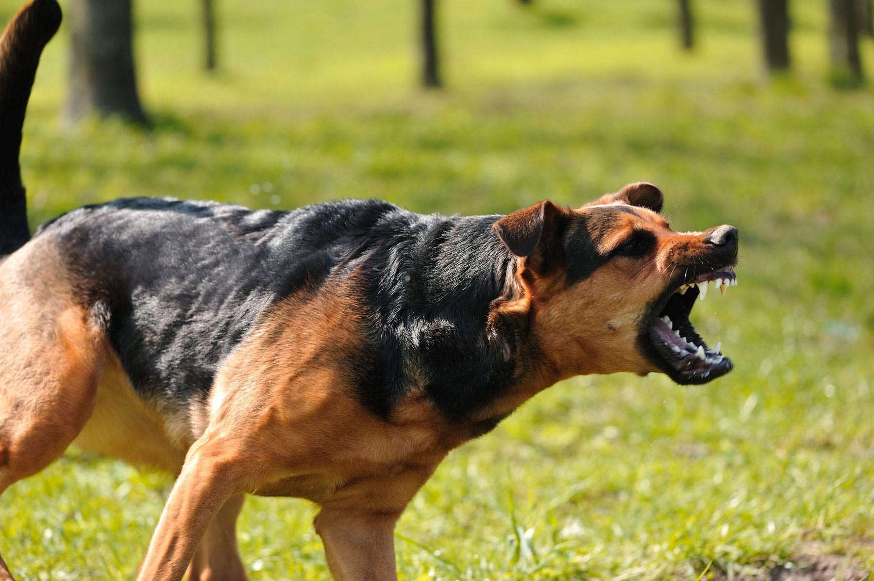 Training Tips: Prevent Dog Attacks by Socializing Your Aggressive Dog