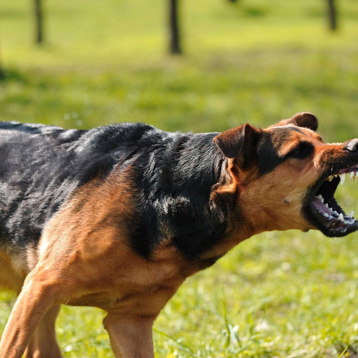 Training Tips: Prevent Dog Attacks by Socializing Your Aggressive Dog