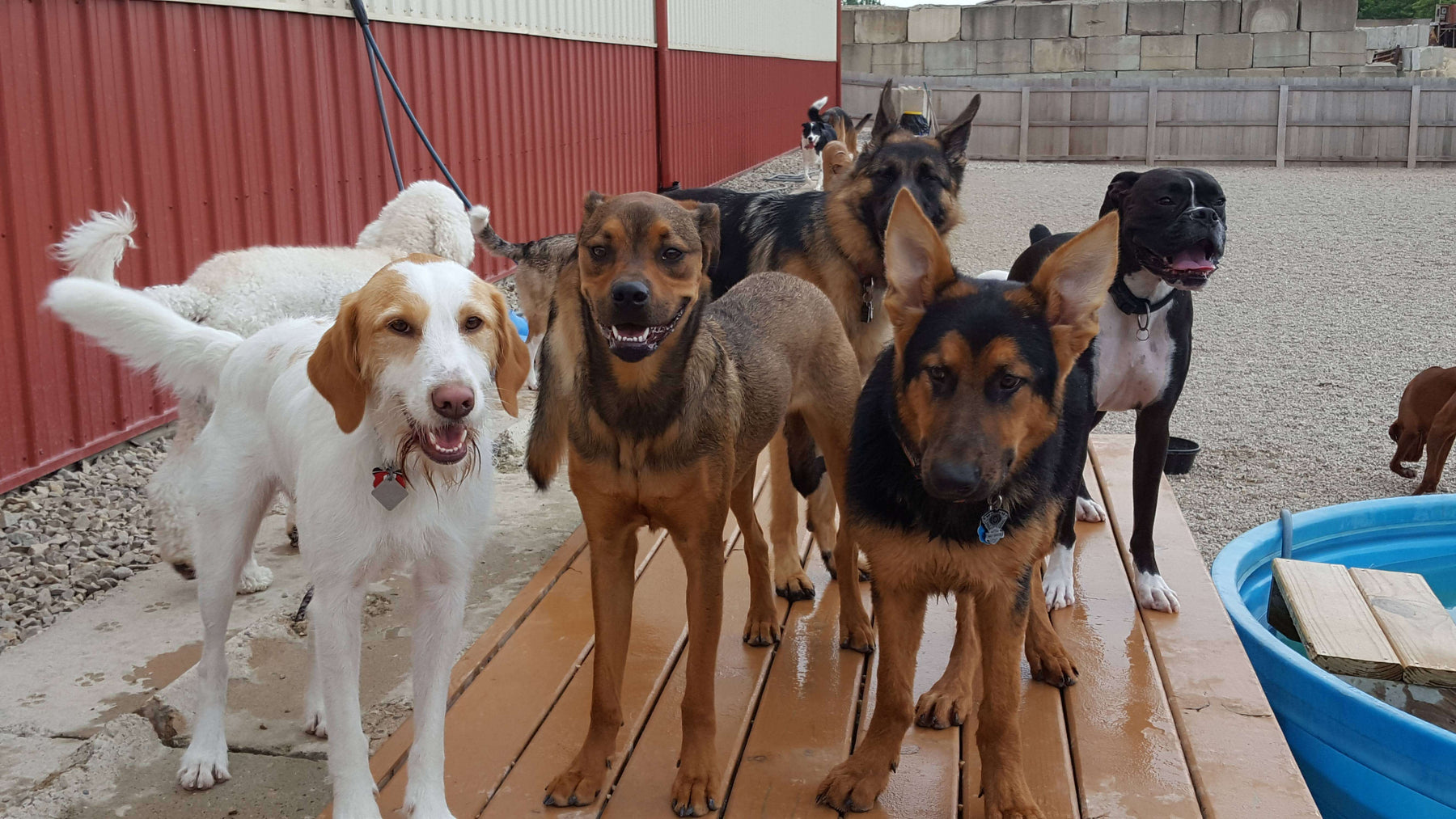 Training Tips: How to Teach Your Dog You're the Pack Leader