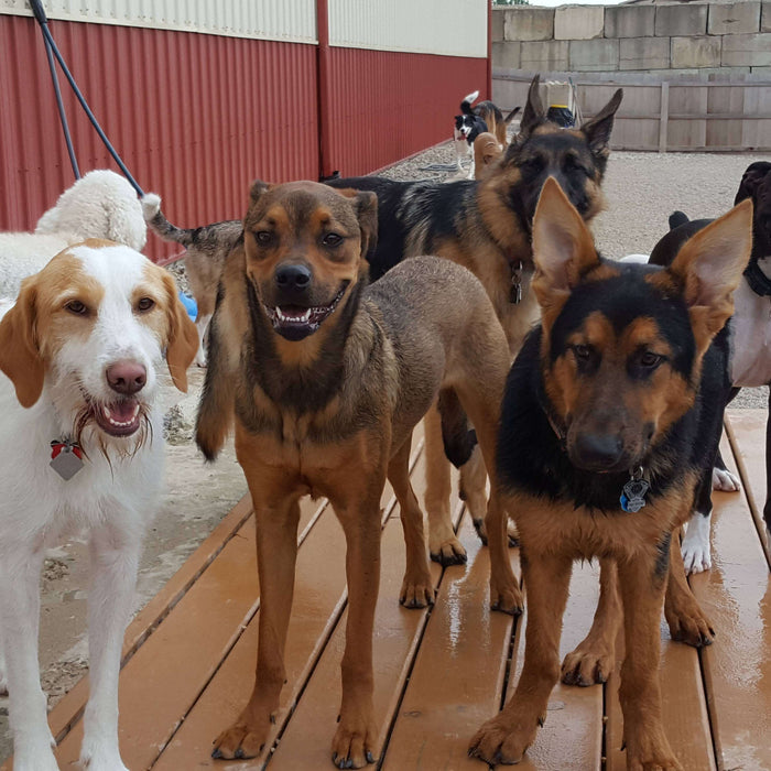 Training Tips: How to Teach Your Dog You're the Pack Leader